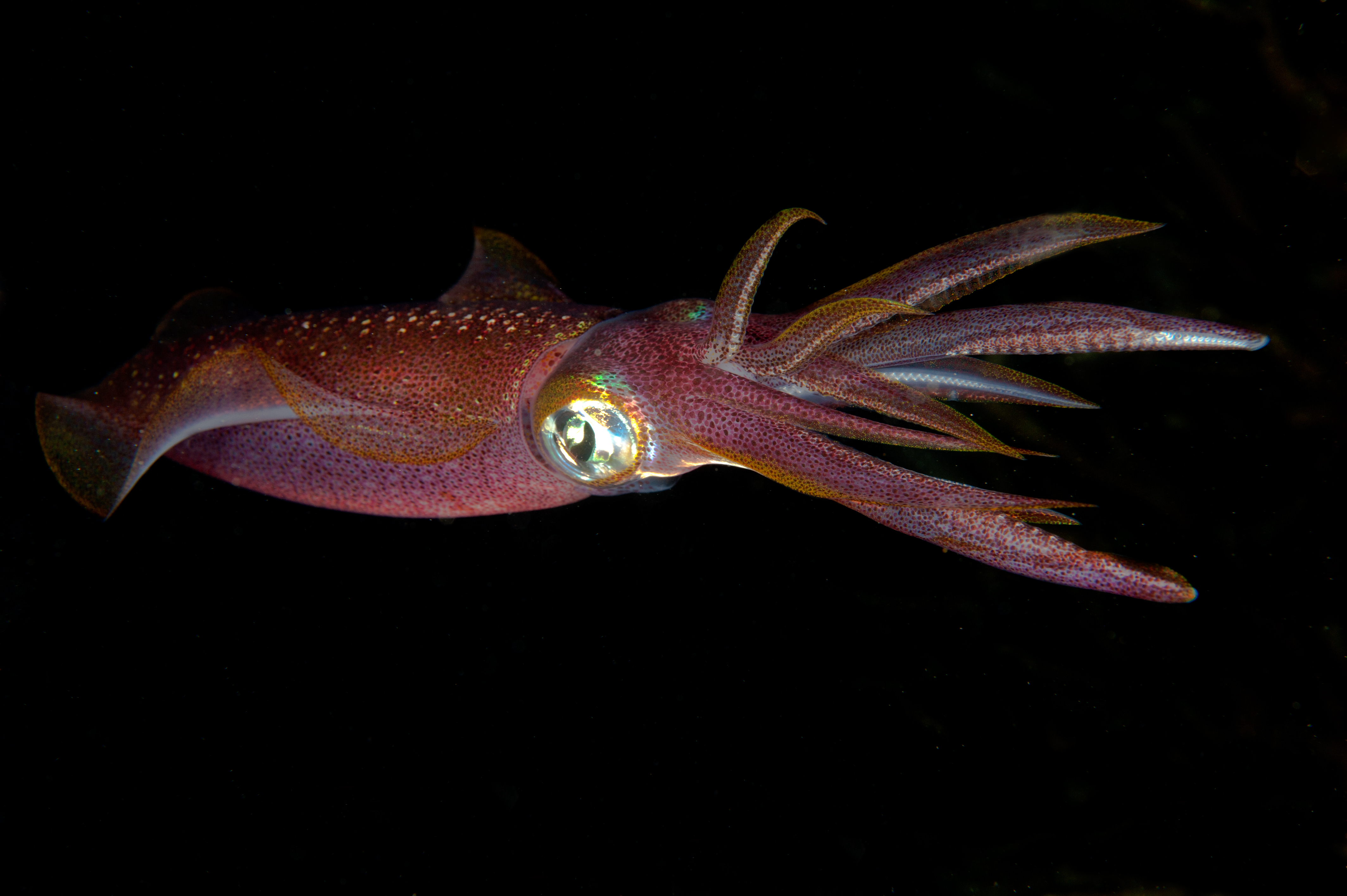 squid nervous system